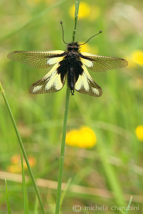 libelloides