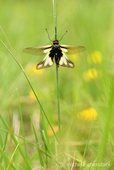 libelloides