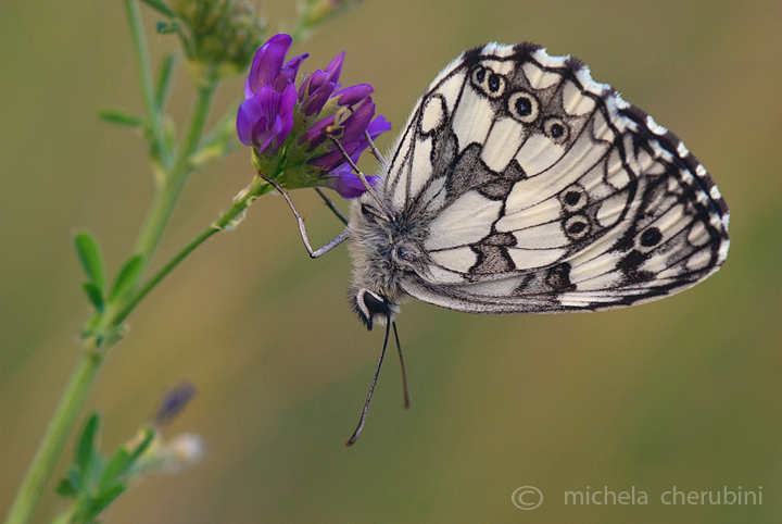 Melanargia galathea