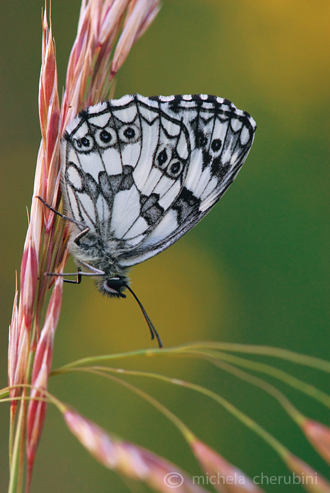 Melanargia galathea