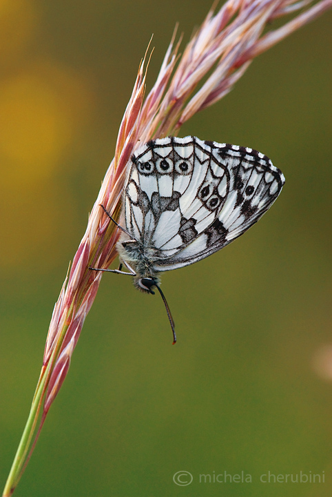 Melanargia galathea