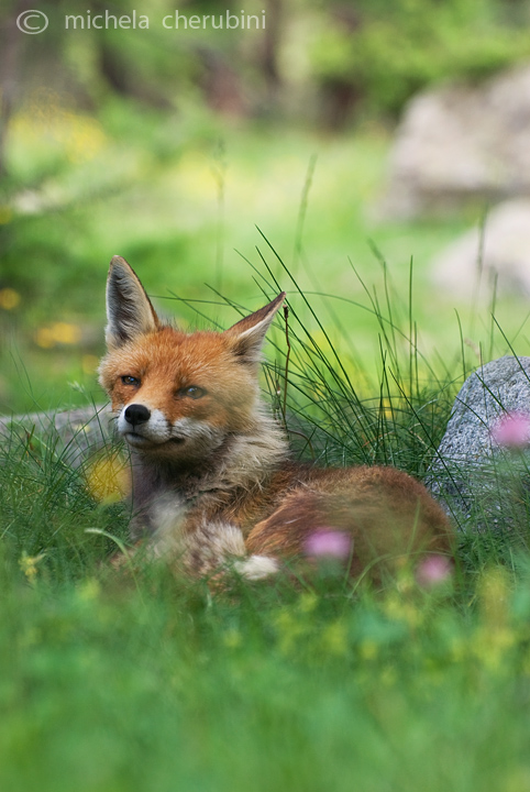 il Gran Paradiso e i suoi animali