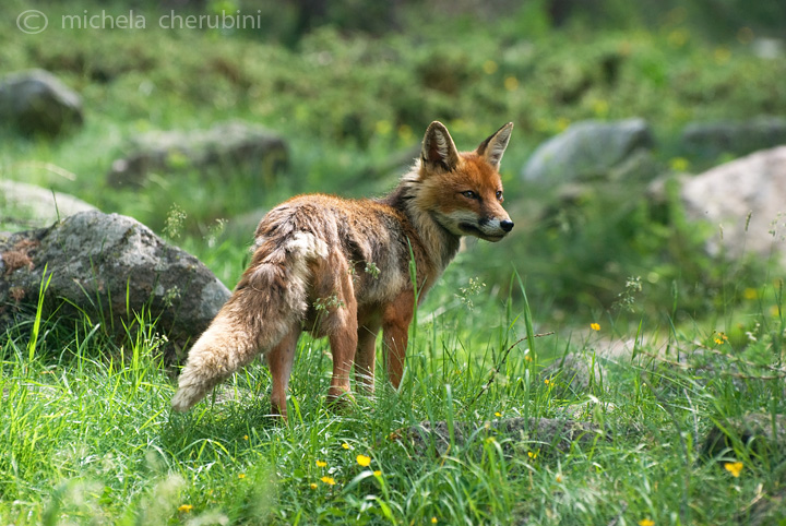 il Gran Paradiso e i suoi animali