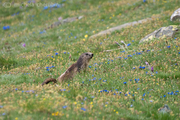 il Gran Paradiso e i suoi animali