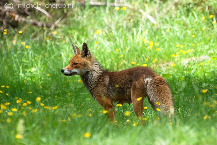 il Gran Paradiso e i suoi animali