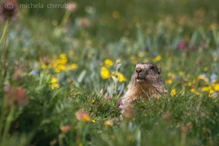 il Gran Paradiso e i suoi animali