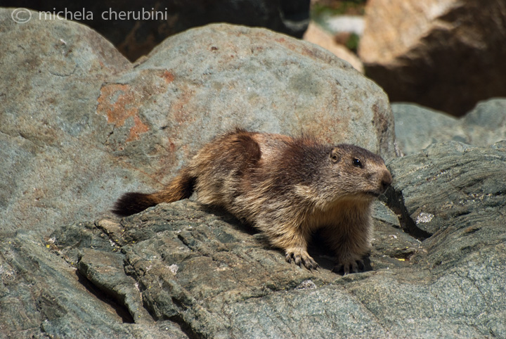 il Gran Paradiso e i suoi animali