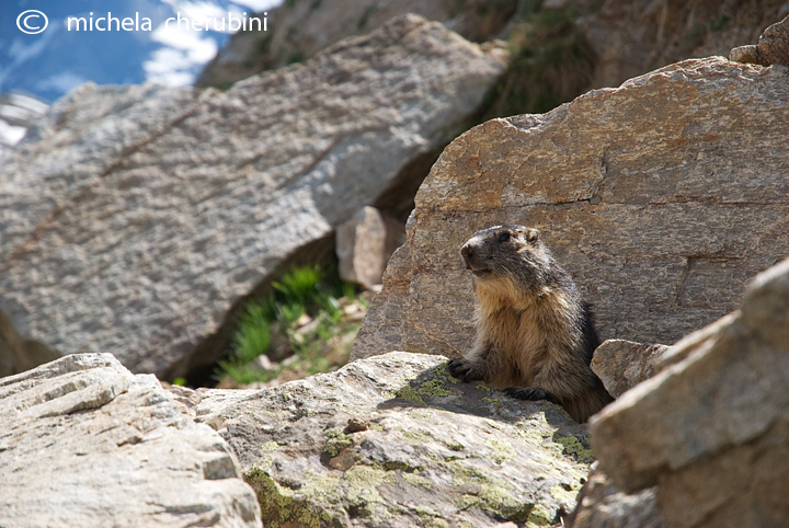 il Gran Paradiso e i suoi animali