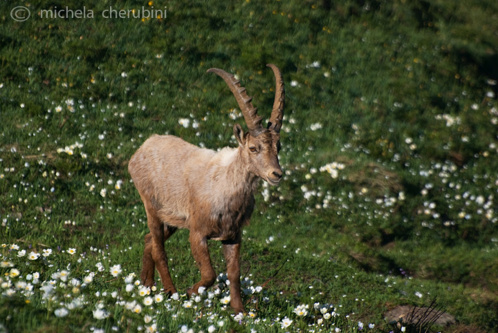 il Gran Paradiso e i suoi animali