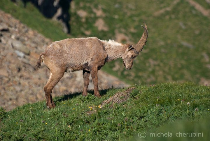 il Gran Paradiso e i suoi animali