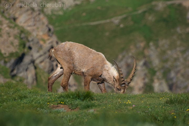 il Gran Paradiso e i suoi animali