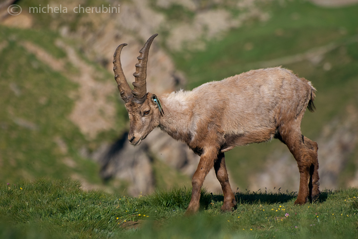 il Gran Paradiso e i suoi animali