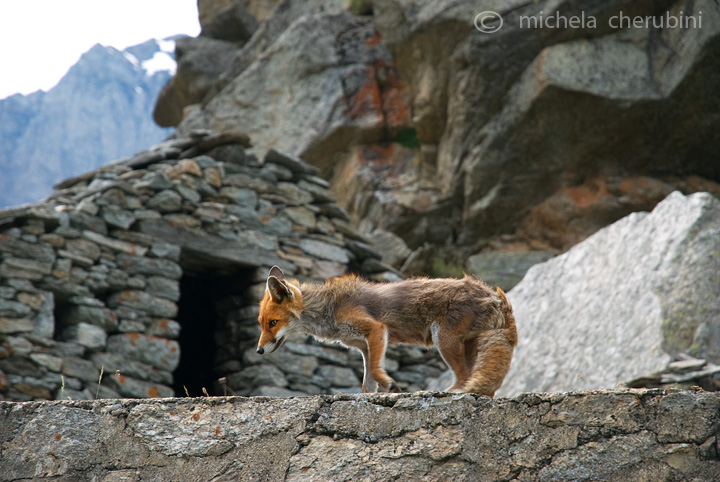 il Gran Paradiso e i suoi animali