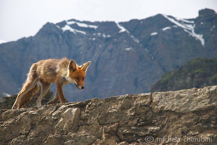 il Gran Paradiso e i suoi animali