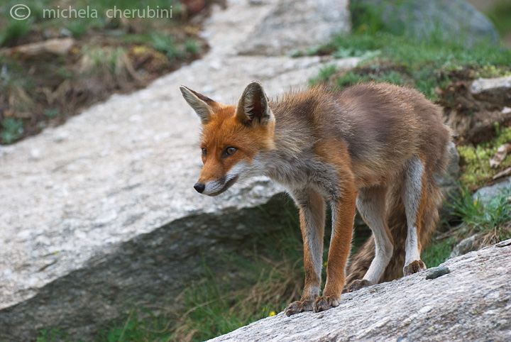 il Gran Paradiso e i suoi animali