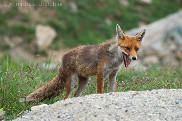 il Gran Paradiso e i suoi animali