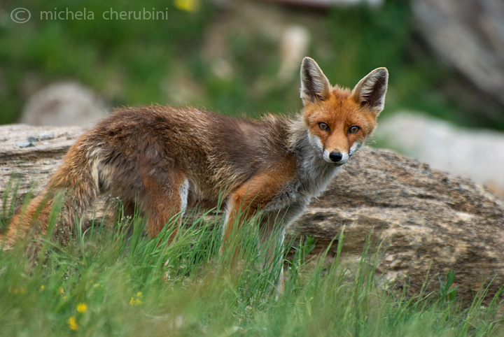 il Gran Paradiso e i suoi animali