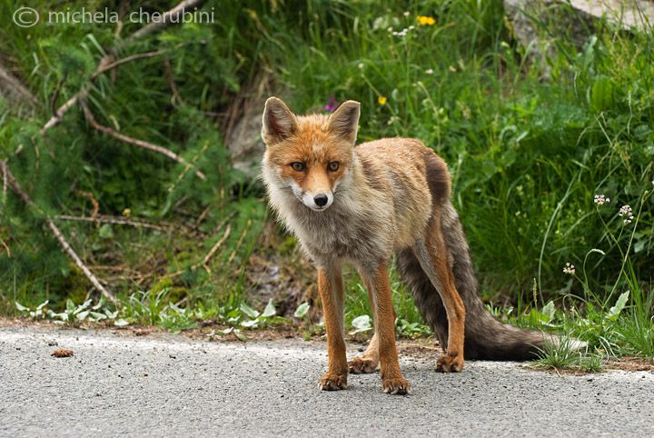 il Gran Paradiso e i suoi animali