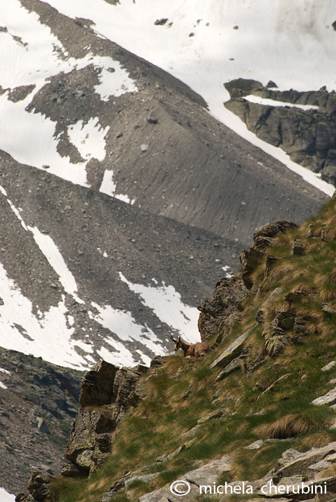 il Gran Paradiso e i suoi animali