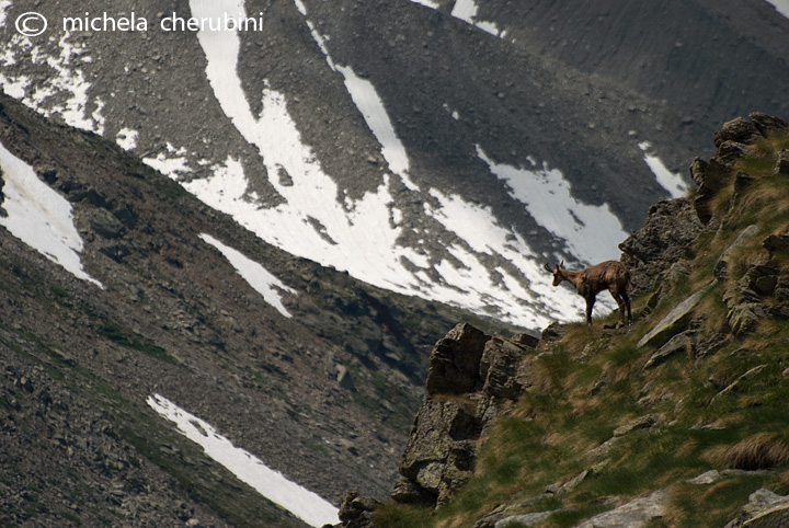 il Gran Paradiso e i suoi animali