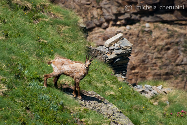 il Gran Paradiso e i suoi animali