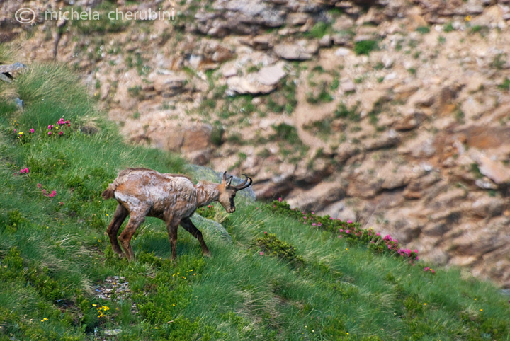 il Gran Paradiso e i suoi animali