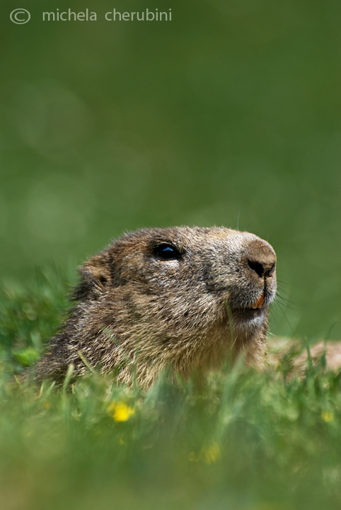 il Gran Paradiso e i suoi animali