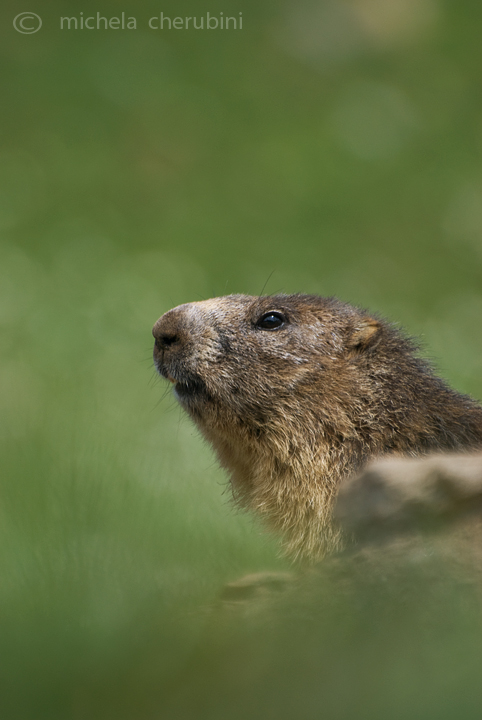 il Gran Paradiso e i suoi animali