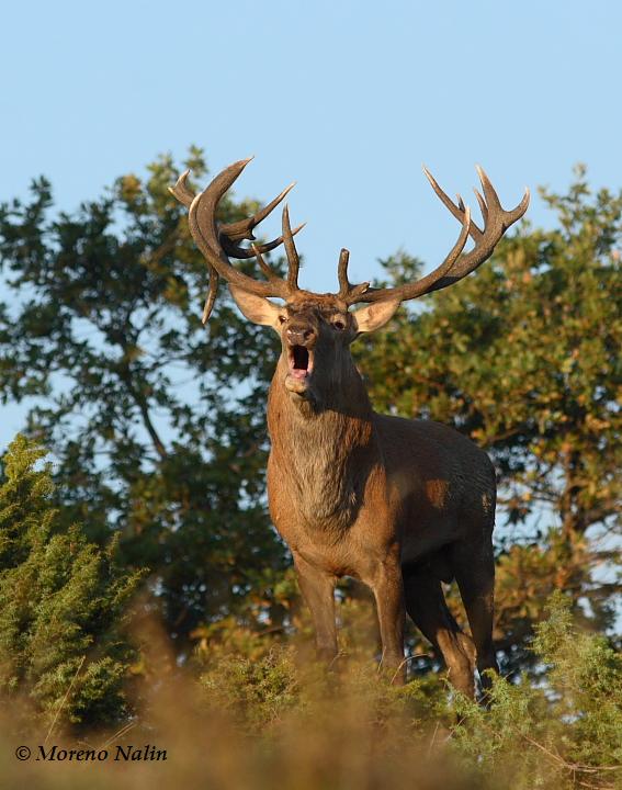 Strategie riproduttive del cervo (Cervus elaphus)