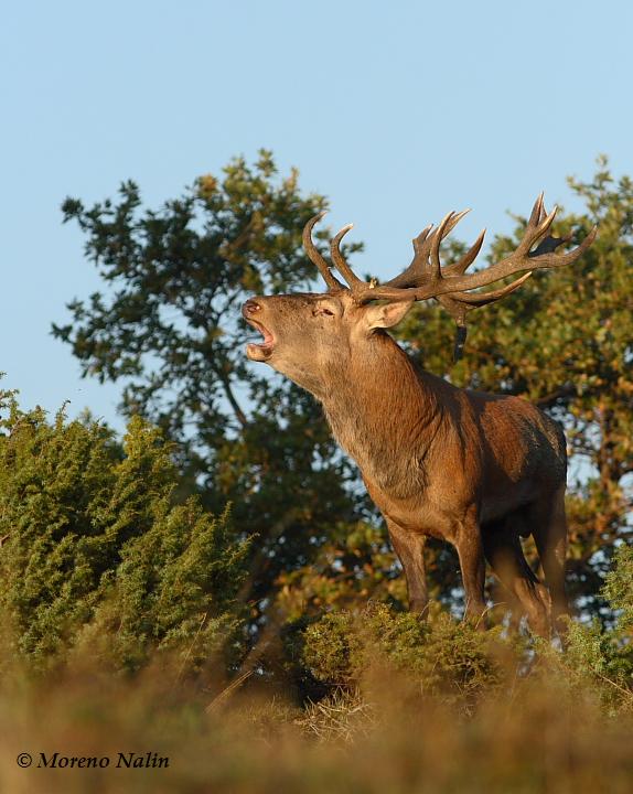 Strategie riproduttive del cervo (Cervus elaphus)