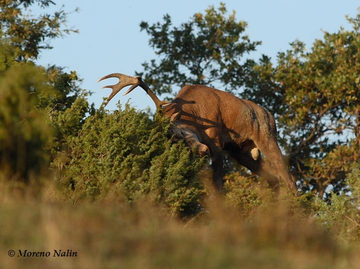 Strategie riproduttive del cervo (Cervus elaphus)