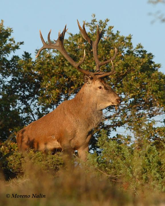 Strategie riproduttive del cervo (Cervus elaphus)