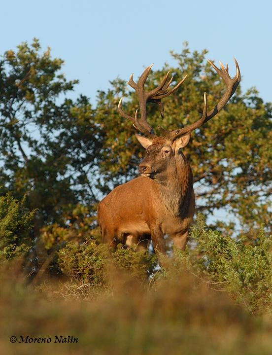 Strategie riproduttive del cervo (Cervus elaphus)