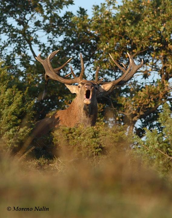 Strategie riproduttive del cervo (Cervus elaphus)