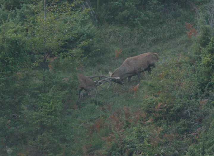 Strategie riproduttive del cervo (Cervus elaphus)