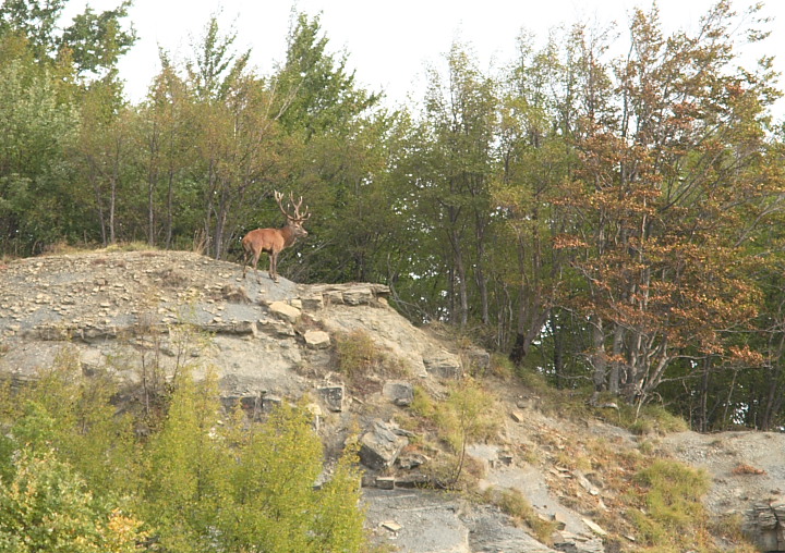 Strategie riproduttive del cervo (Cervus elaphus)