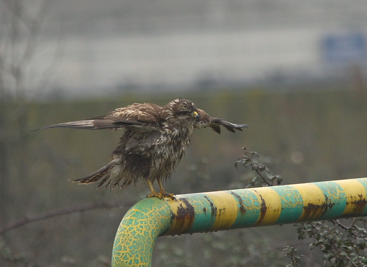 Avifauna humor