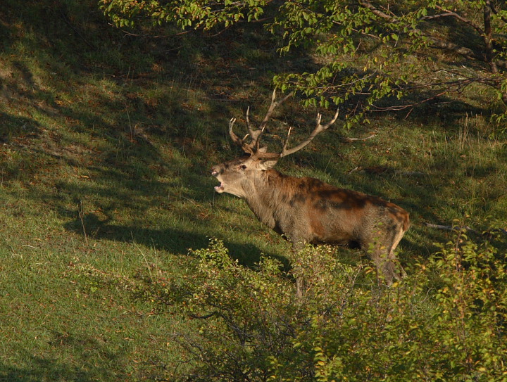 Strategie riproduttive del cervo (Cervus elaphus)