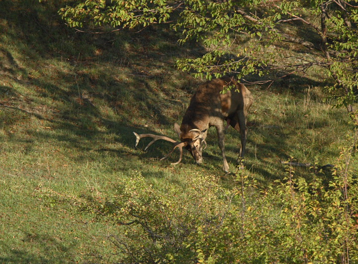 Strategie riproduttive del cervo (Cervus elaphus)