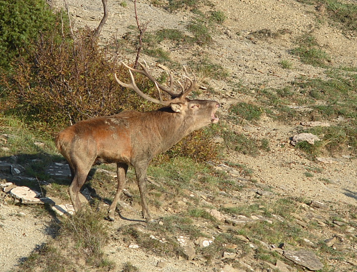 Strategie riproduttive del cervo (Cervus elaphus)