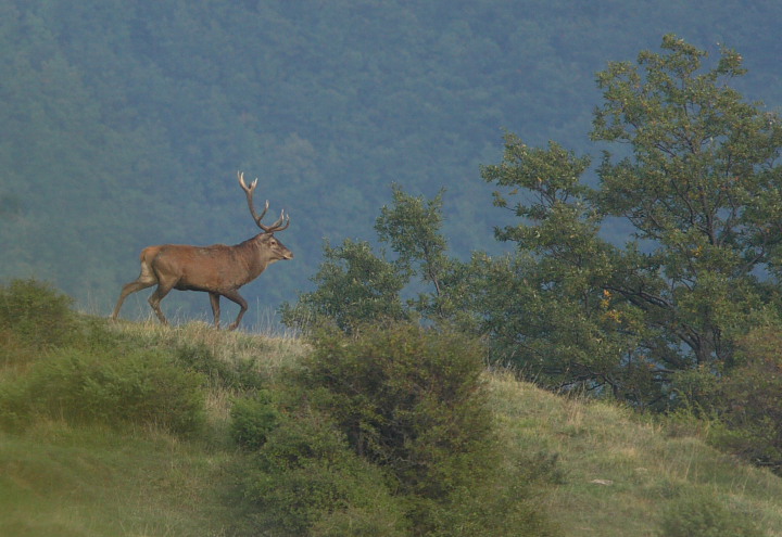 Strategie riproduttive del cervo (Cervus elaphus)