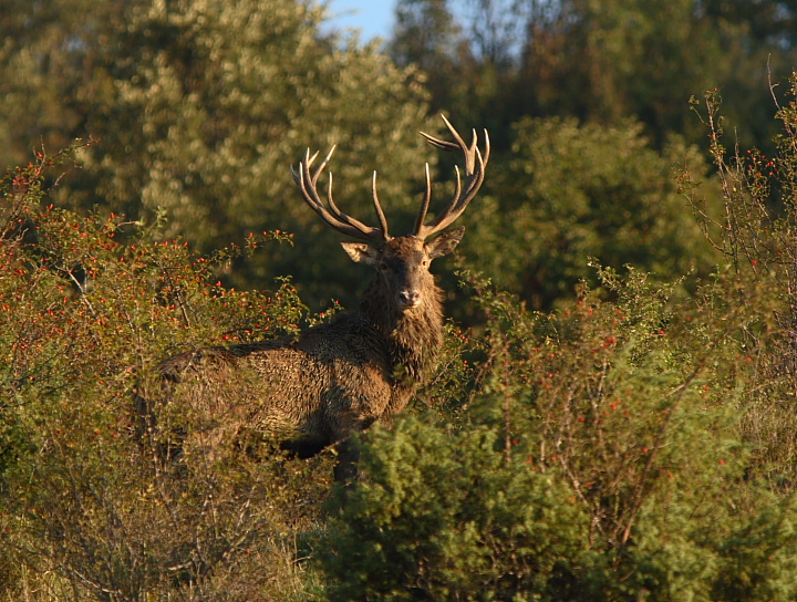 Strategie riproduttive del cervo (Cervus elaphus)