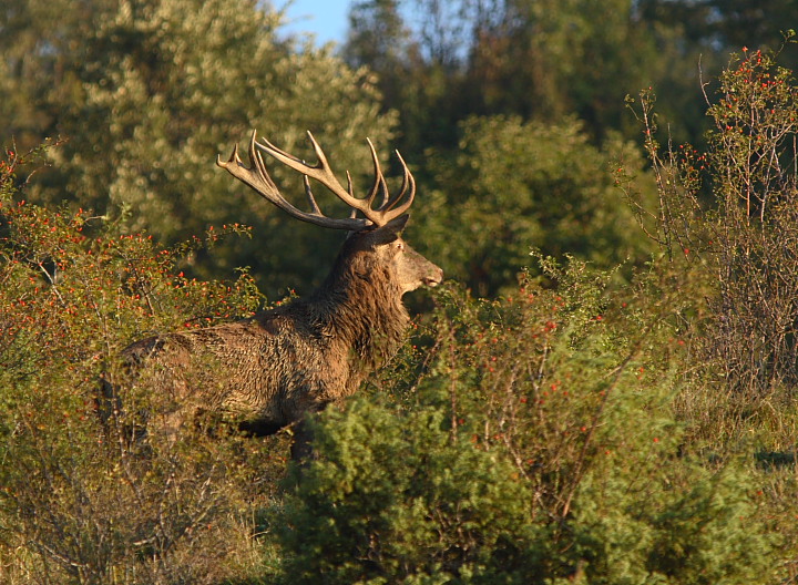 Strategie riproduttive del cervo (Cervus elaphus)