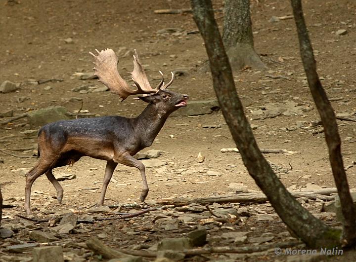 Daino: colorazione del mantello e altro...