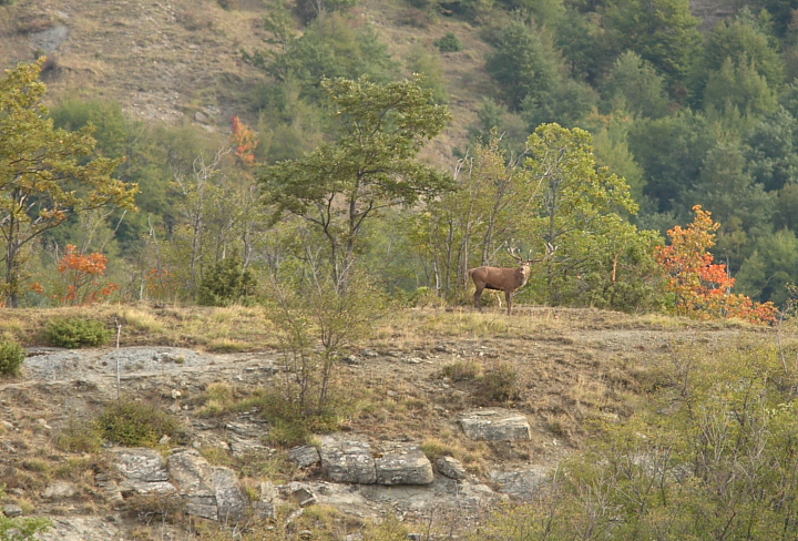 Strategie riproduttive del cervo (Cervus elaphus)