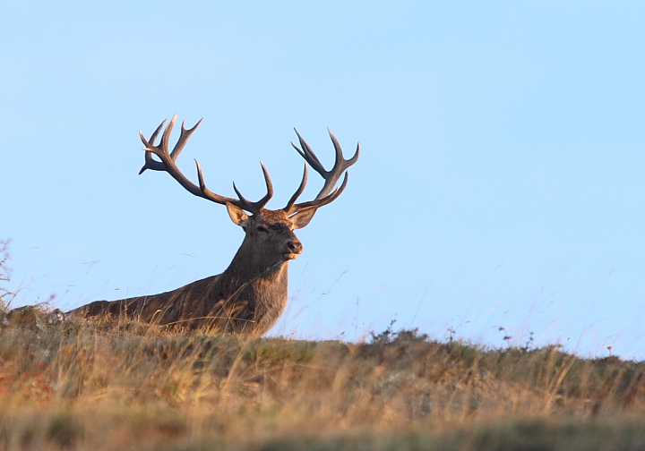 Strategie riproduttive del cervo (Cervus elaphus)