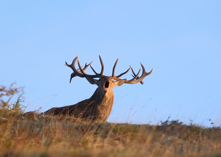 Strategie riproduttive del cervo (Cervus elaphus)