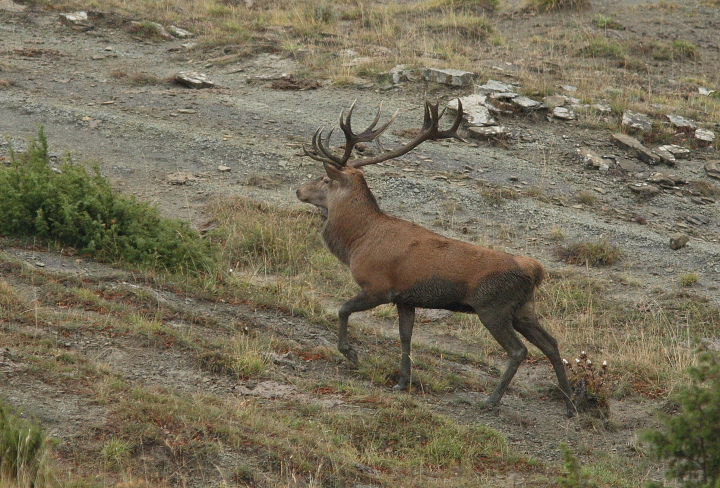 Strategie riproduttive del cervo (Cervus elaphus)