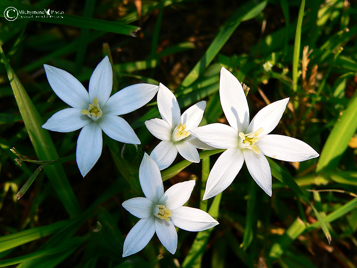 fiore di campo sconosciuto - Ornithogalum sp.