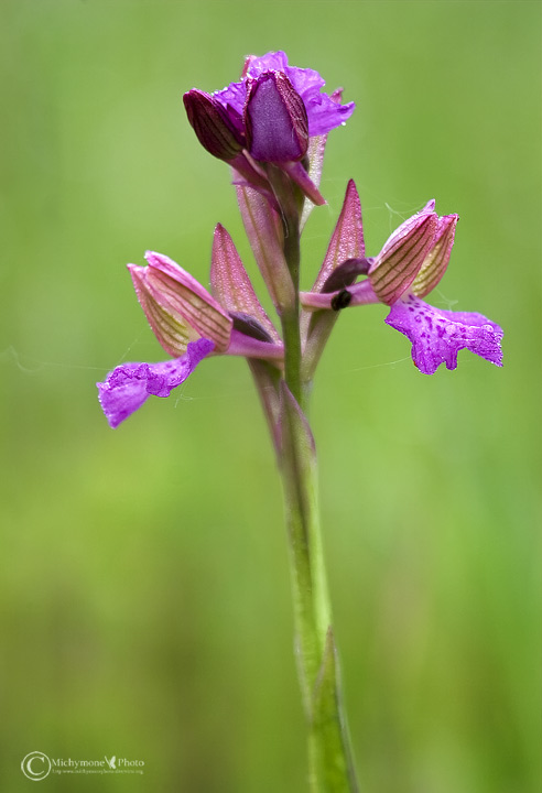 Ibrido: Orchis morio x O. papilionacea( Orchis x gennarii)